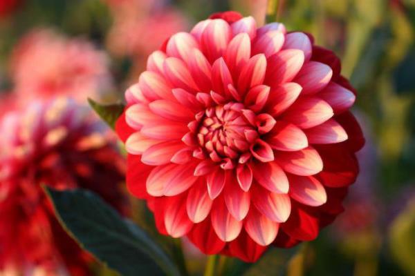 Syntymäkuukausi kukka krysanteemi kaunis syksyn kukka edustaa optimismia ja vilpittömyyttä