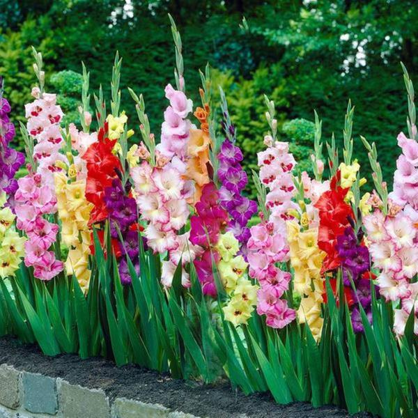 Syntymäkuukauden kukka Gladiolus puutarhassa Upeita värejä kaikista kuviteltavissa olevista väreistä