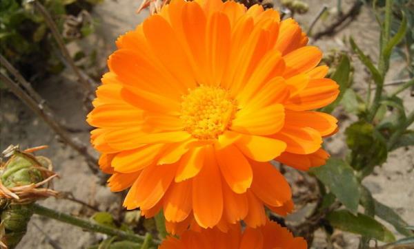 Syntymäkuukausi kukka marigolds oranssi kukat symboli lämmin rakkaus romanttisia ajatuksia