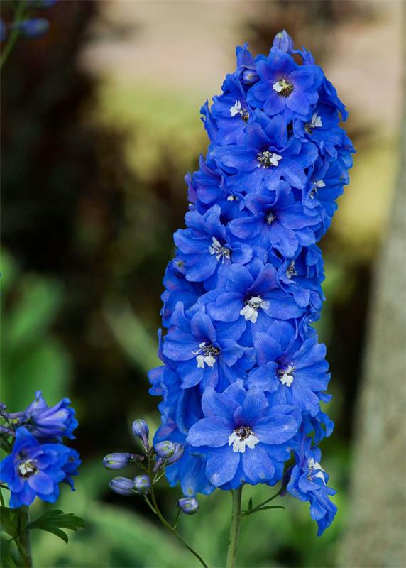 Syntymäkuukauden kukka delphinium blue flowers Elegance tyypillinen heinäkuussa syntyneille