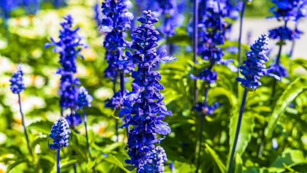 Syntymäkuukausi kukka delphinium blue blossoms koruja puutarhaan