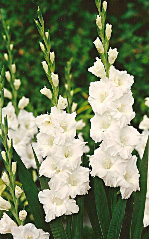 Syntymäkuukausi kukka valkoinen gladiolus puutarhassa luonnon armon symboli voimaa
