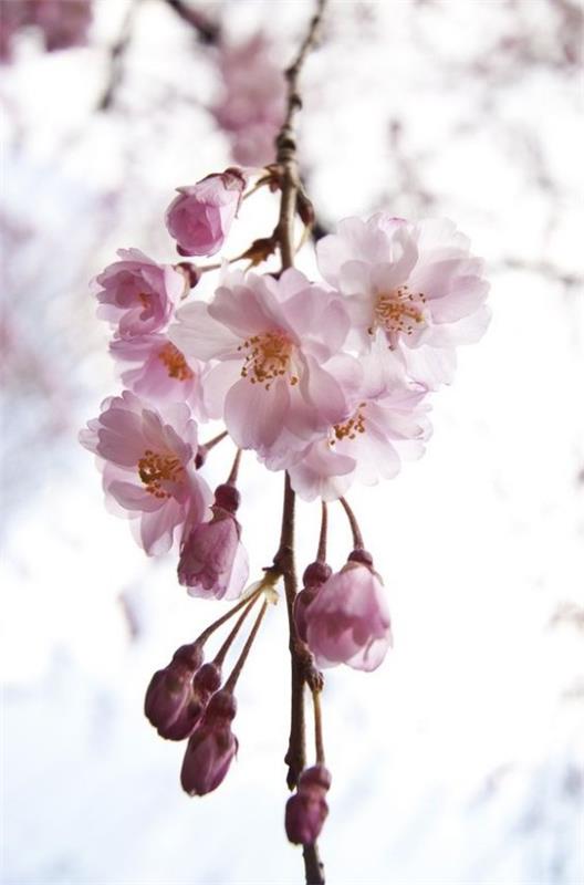 Kukat tarkoittavat Feng Shuin kukkivaa kirsikkahaaraa luonnon täydellisyyttä