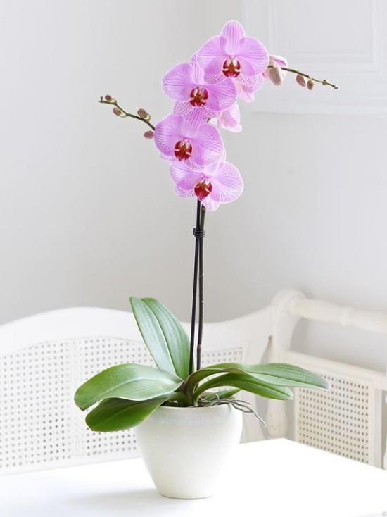 Kukat Merkitys kirkas violetti orkidea