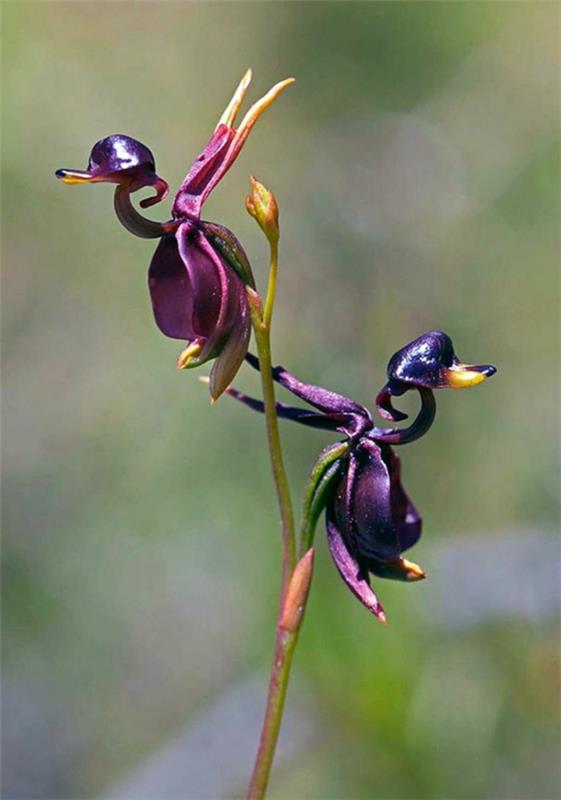 Kukkaeläimet näyttävät violetilta, ankat musta
