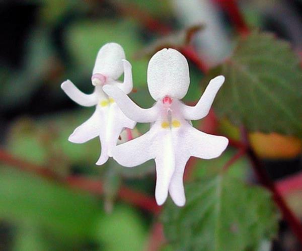 Kukkatyyppiset eläimet näyttävät naisten valkoiselta mekolta