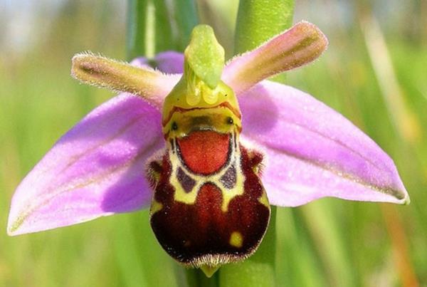 Kukkatyyppiset lentävät eläimet näyttävät nauravalta mehiläiseltä