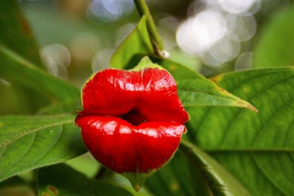 Kukkatyyppiset eläimet näyttävät naisten punaisilta huulipunan huulilta