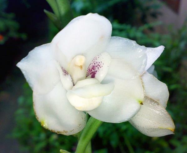 Kukatyypit Eläimet näyttävät valkoisilta kukilta