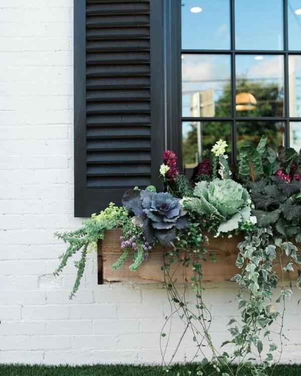 Kukkalaatikko ikkunalaudalla koristeelliset kaali vihreät kasvit riippuvat kasvit