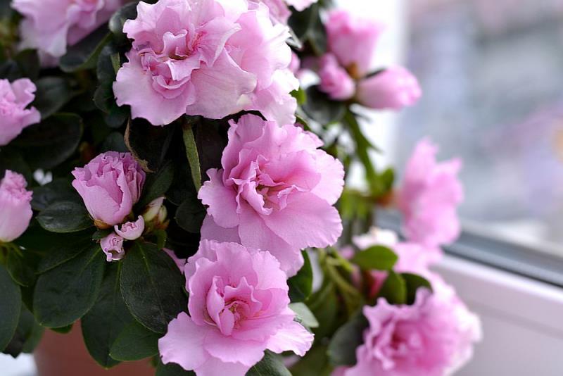 Azalea -kukkakieli ilmaisee syvää luottamusta vastaanottajaan