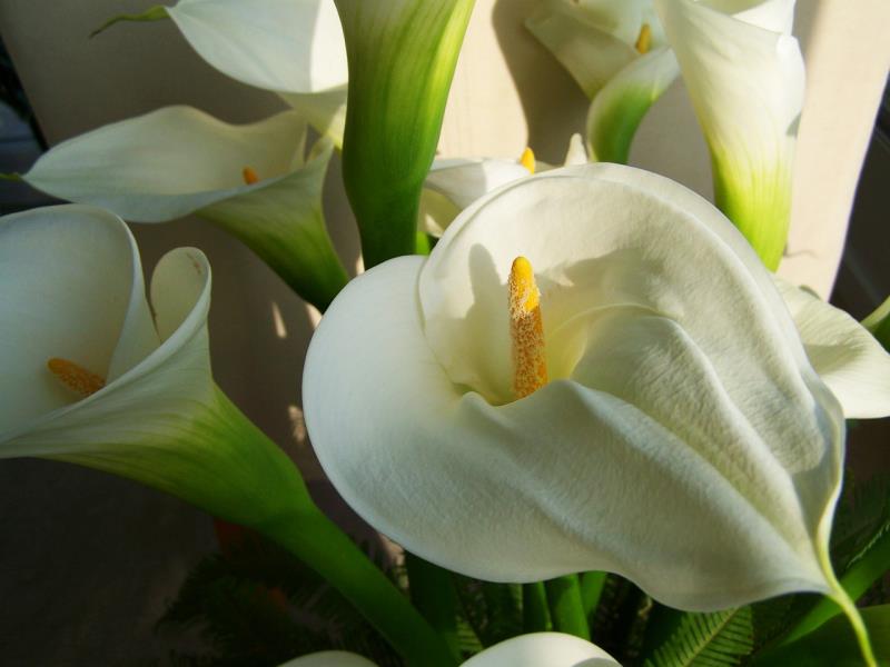 Kukkakieli Callas -herkät valkoiset kukat ilmaisevat syviä tunteita