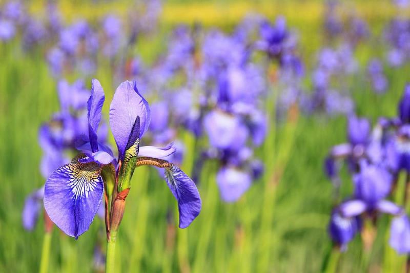 Kukkakieli Iris -symboli luovuudelle ja peruuttamattomalle energialle