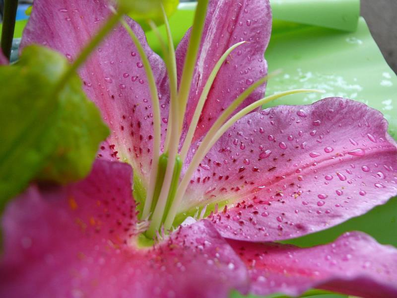 Kukkakielet liljat symboli puhtauden viattomuuden neitsyyden