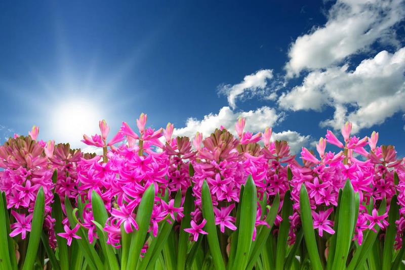 Kukkakielen värikäs hyasintti symboloi kevään uudistumista