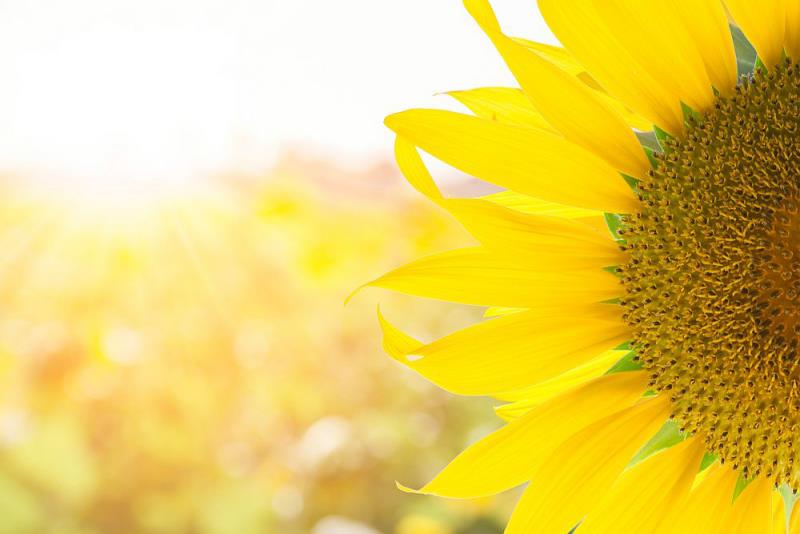 Kukkakieli kyllästetty keltainen auringonkukka symboloi lämpöä