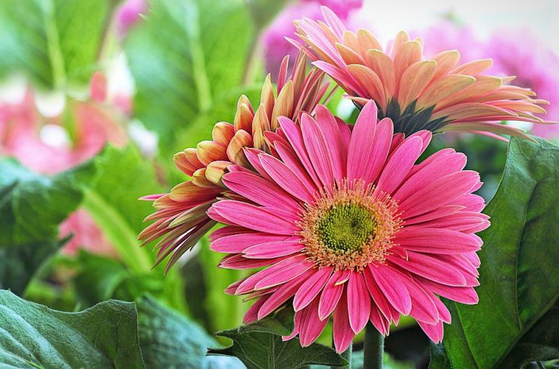 Kukkakieli upea gerbera kaunis väri