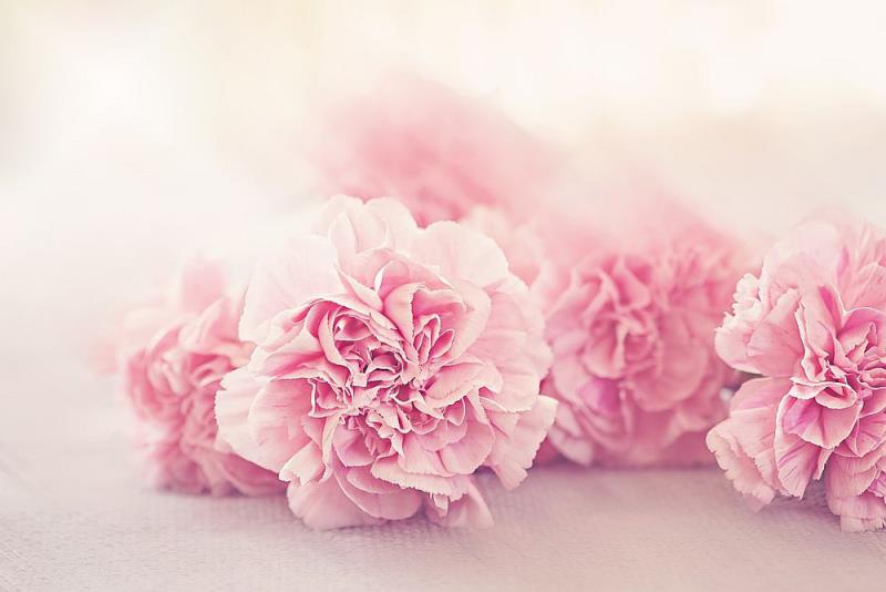 Kukkakieliset vaaleanpunaiset neilikat ilmaisevat lempeitä rakkauden tunteita