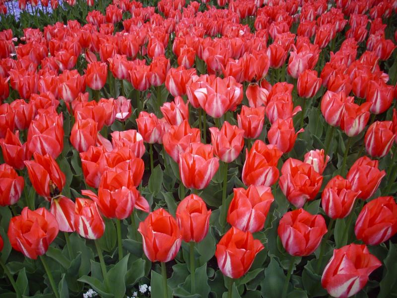 Kukkakieliset punaiset tulppaanit julistavat voimakkaasti rakkautta