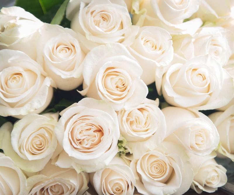 Kukkakieliset valkoiset ruusut viattomuuden ja uskollisuuden symboli