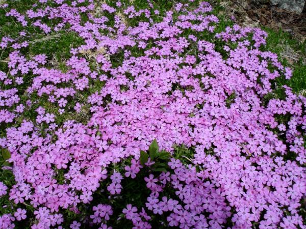 Pohjakansi Puutarhan maisemointi Violetit kukat Houkutteleva raikas muotoilu
