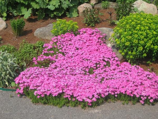 Maaperä puutarhassa maisemointi vaaleanpunaiset kukat kivet maisemointi