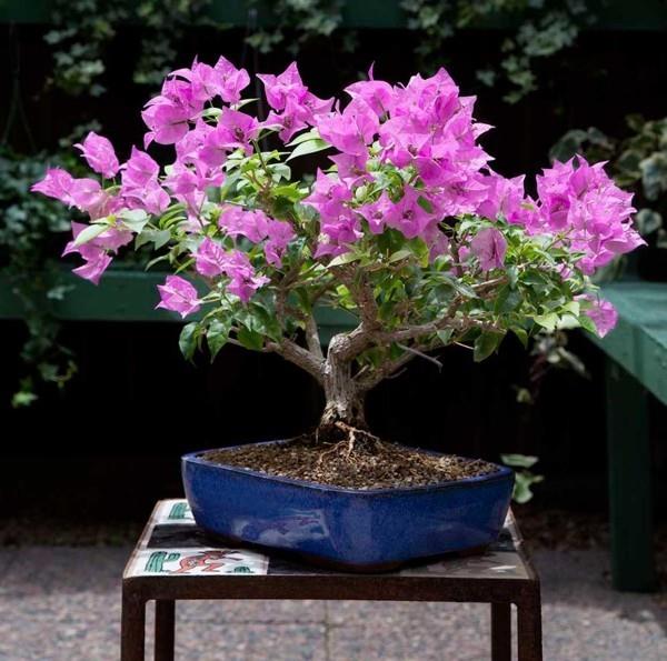 Bonsai -puu - violetit lehdet