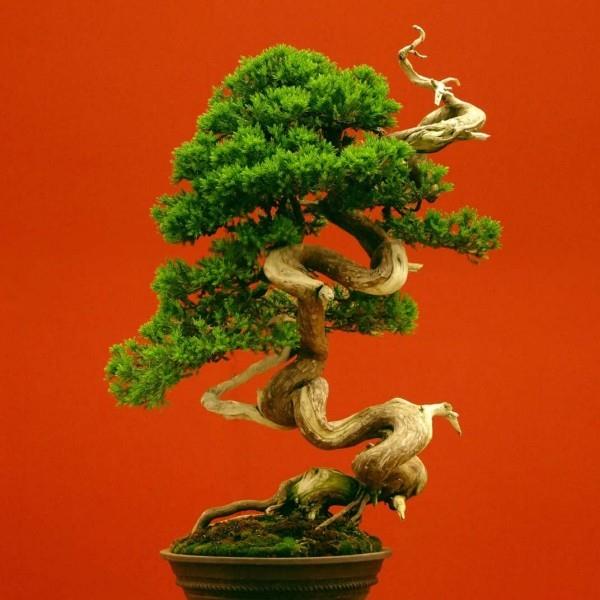 Idea bonsai -puusta