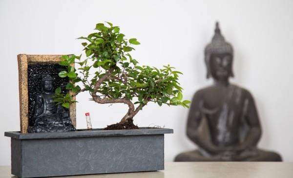 Idea bonsai -puusta