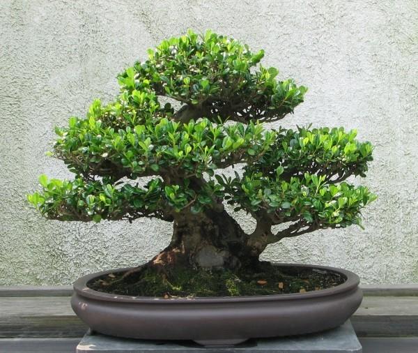 Bonsai -puu leviää leveästi