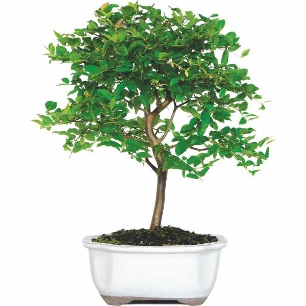 Bonsai -puun ohut runko ja lehdet