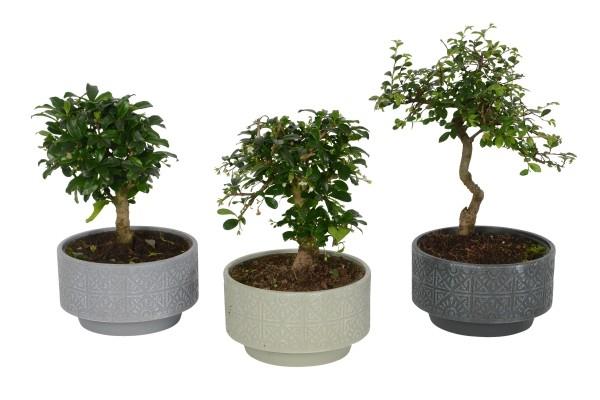 Bonsai -puu kolme eri ruukkua