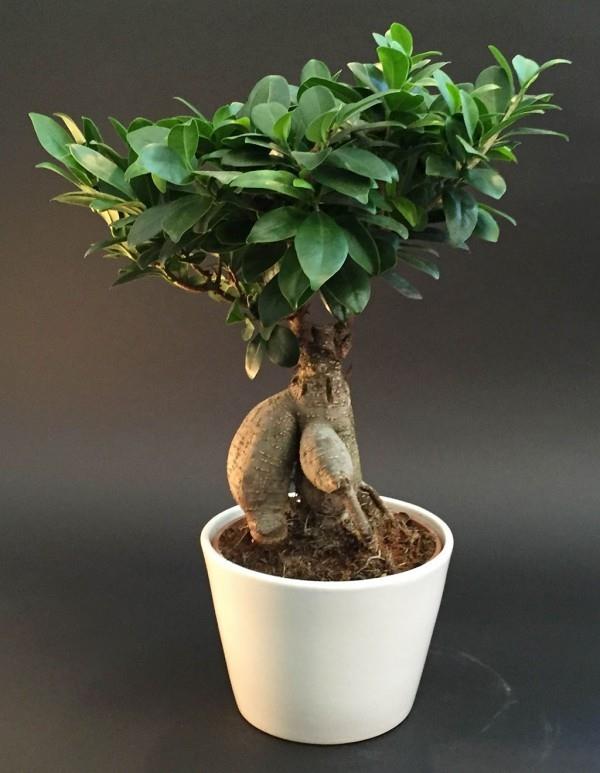 Bonsai -puun kauniit lehdet