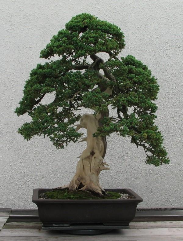 Bonsai -puu - todella upea ulkonäkö