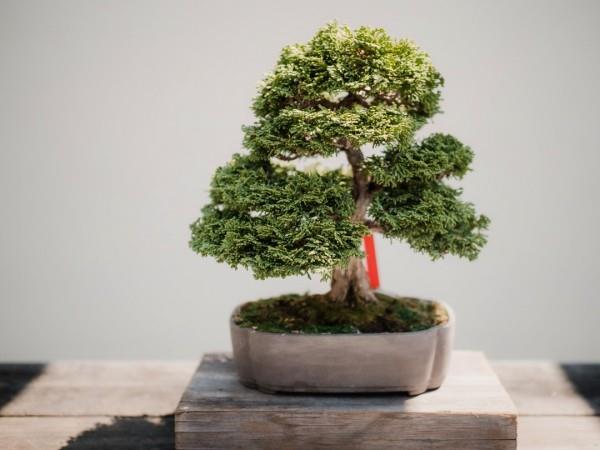 Bonsai -puu - todella hyvä rakenne