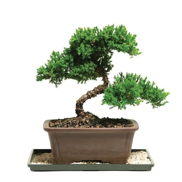 Bonsai puu todella suuri muodonmuutos