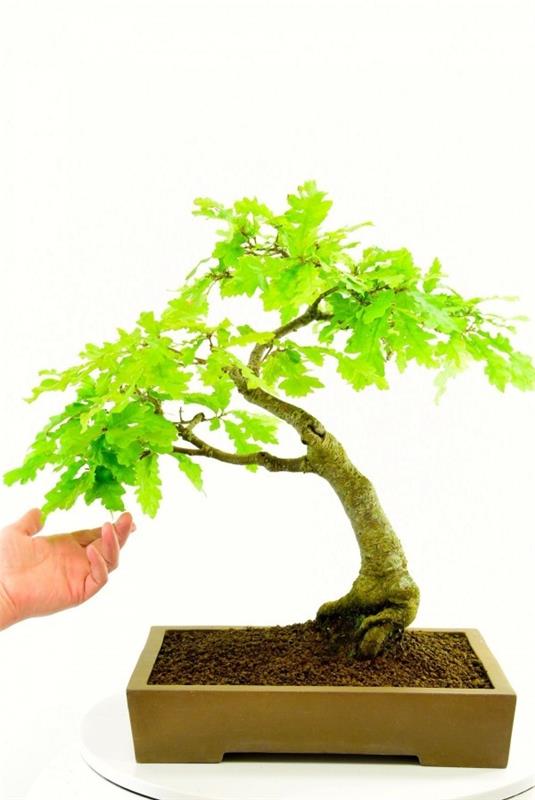 Bonsai -puun kirkkaat lehdet