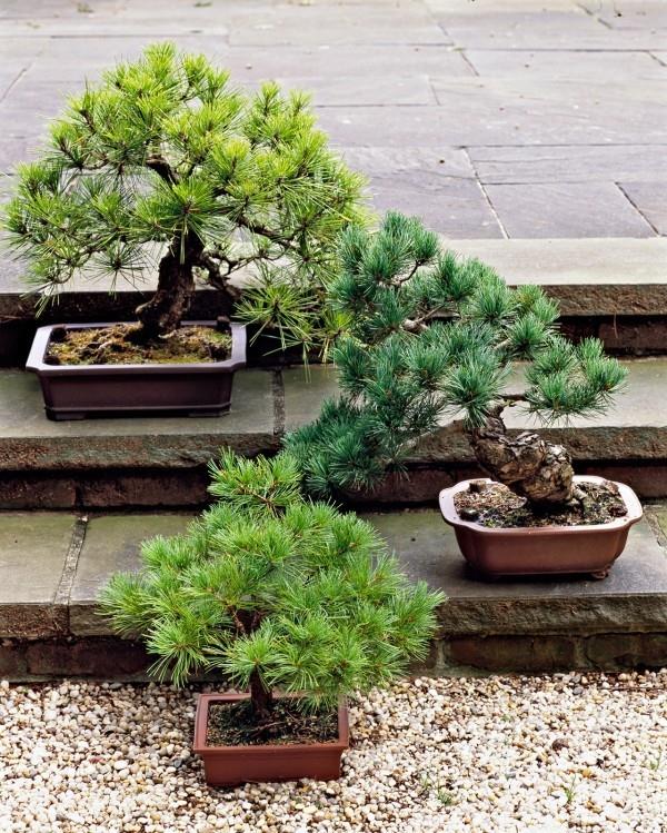 Bonsai -puu suuressa sorapuutarhassa