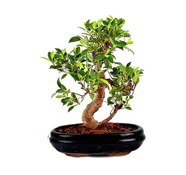 Bonsai -puu haarautui mielenkiintoisesti