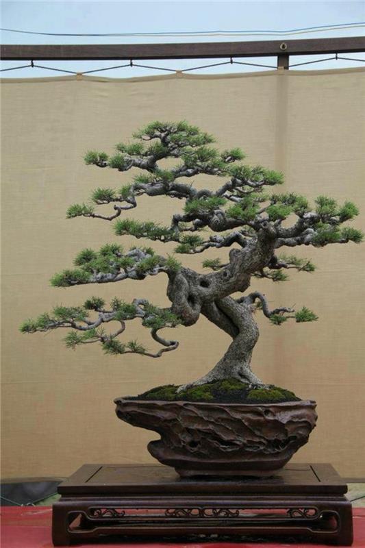 Osta bonsai -puita Kasvaa bonsai -lajeja ja huolehdi niistä