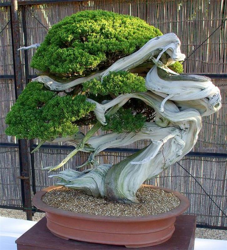 Bonsai puu ostaa Bonsai hoito poikkeuksellisen muotoinen