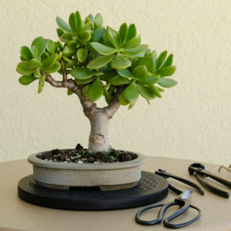 Osta bonsai puu Bonsai leikkaa tarvittavat työkalut