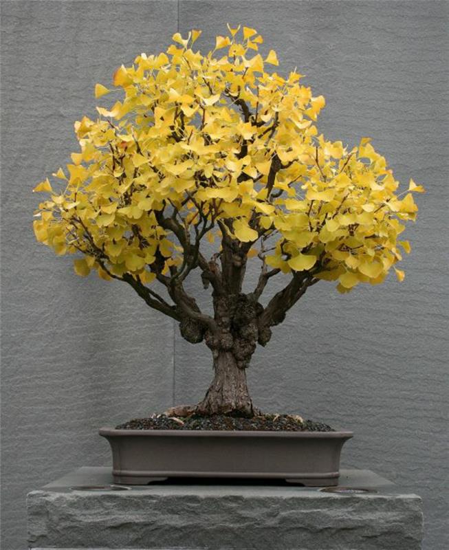 Osta bonsai Bonsai leikattu ja hoitaa Ginkgo biloba