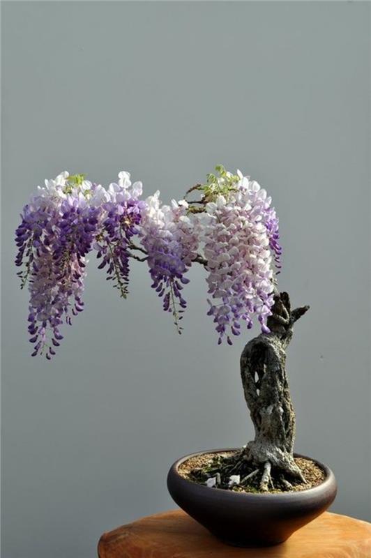 Osta bonsai -puita Leikkaa ja hoida bonsai Wisteria Bonsai