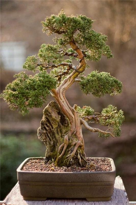 Bonsai puu ostaa asianmukaista hoitoa bonsai lajeja