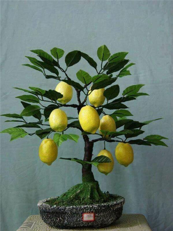Osta bonsai -puu ja huolehdi siitä oikein Bonsai -laji mini sitruunapuu