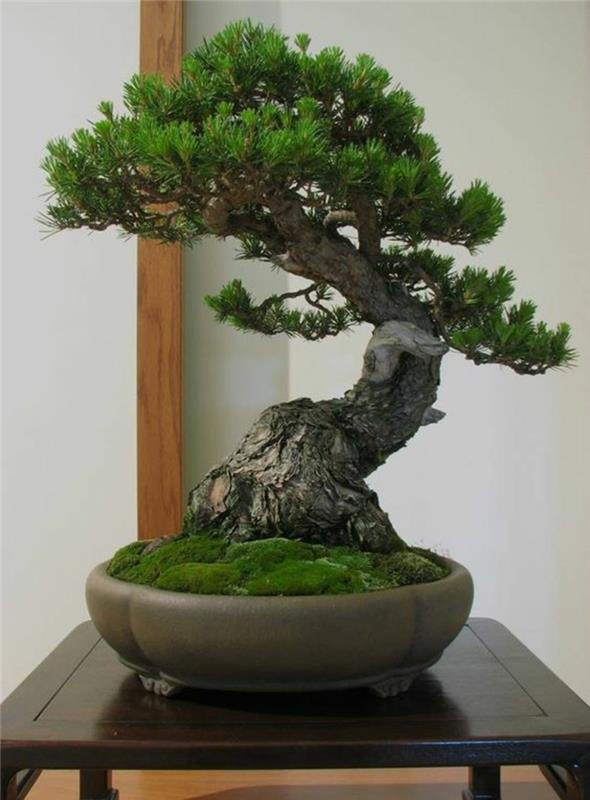 Bonsai -puun ostaminen ja sen asianmukainen hoito Bonsai -lautanen