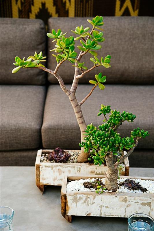 Osta bonsai -puu ja huolehdi siitä oikein