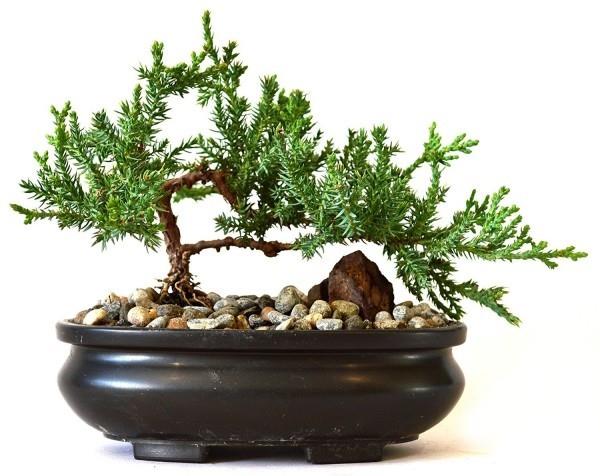 Idea bonsai -puusta