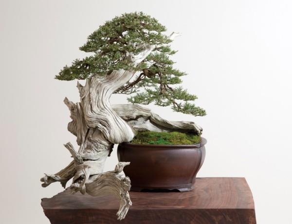 Bonsai -puun alkuperäinen muoto